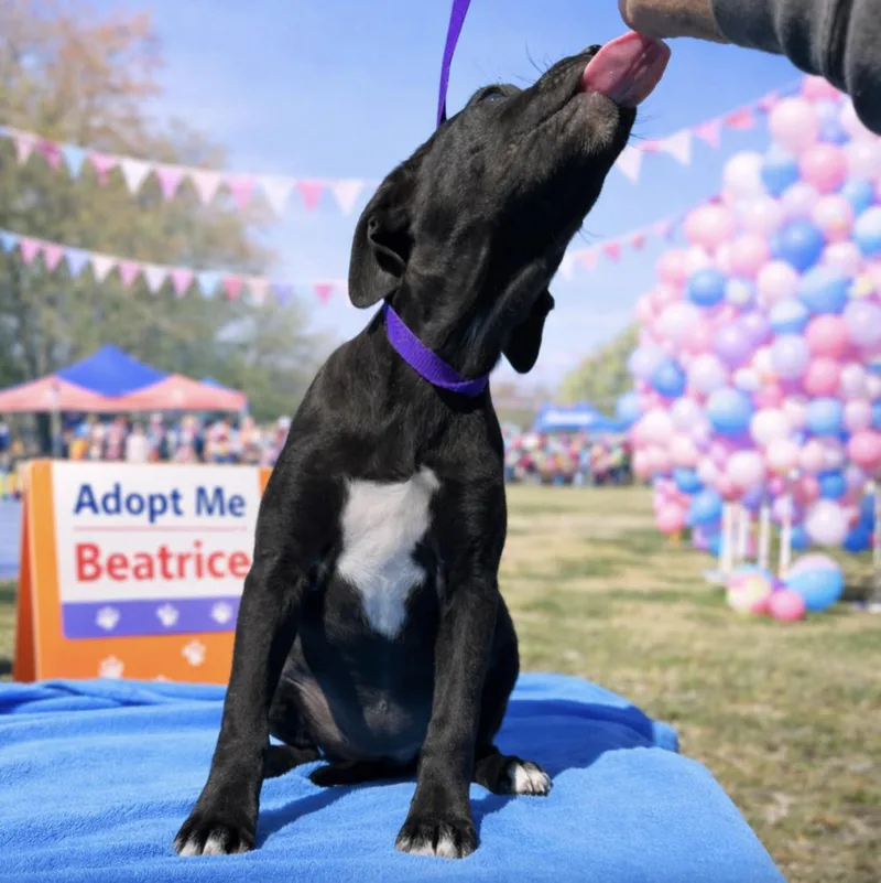 Beatrice thumbnail 2