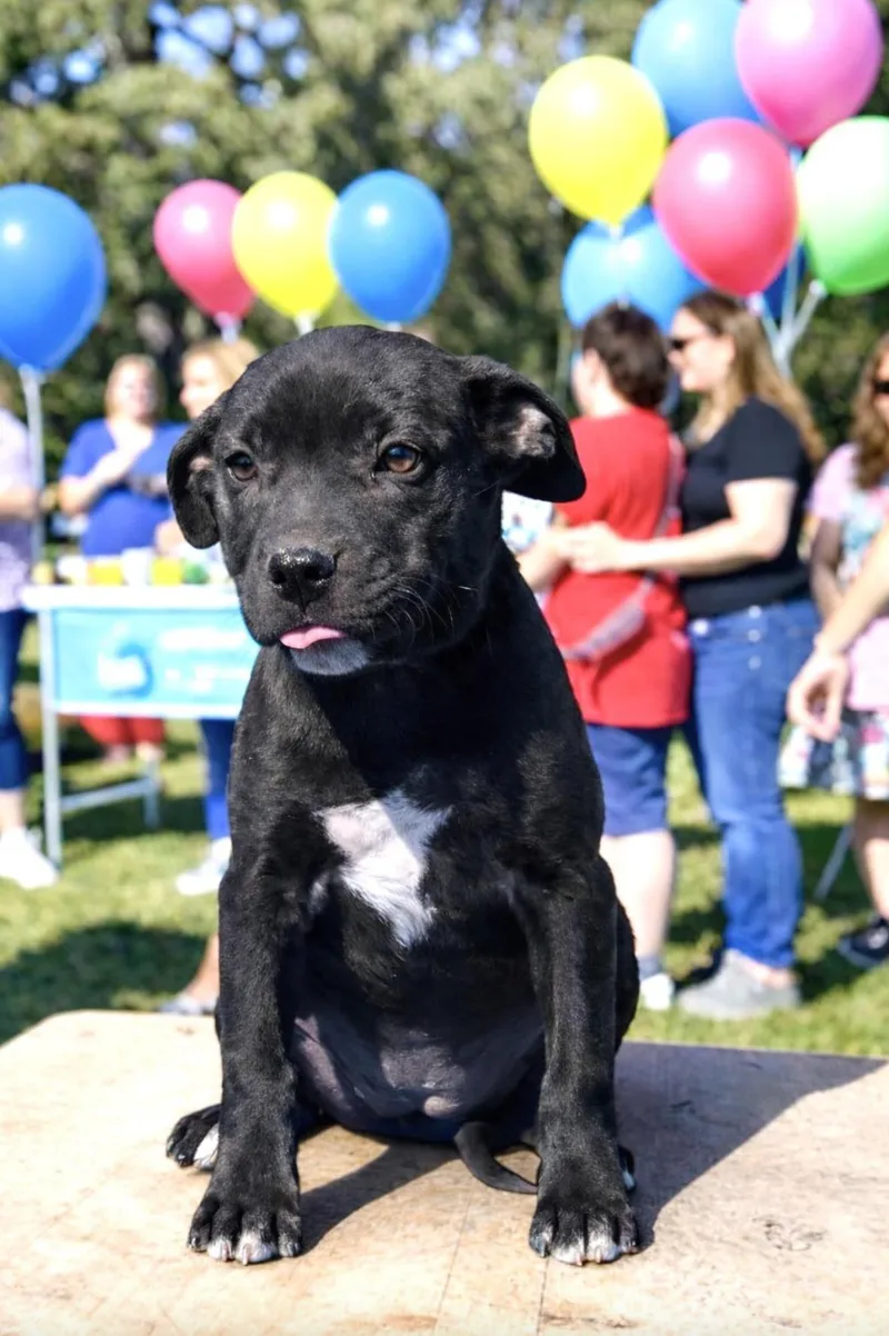 Beatrice thumbnail 3