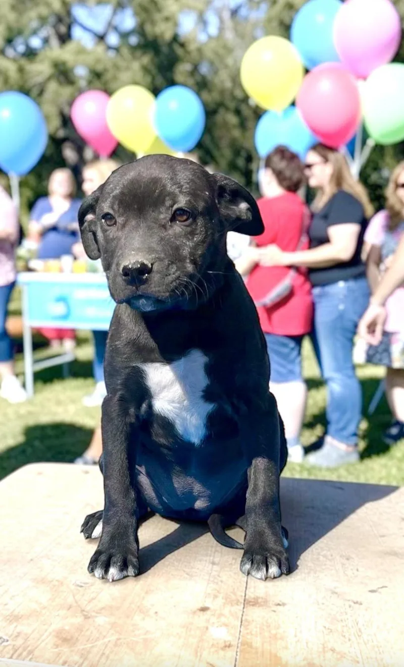 Beatrice thumbnail 4