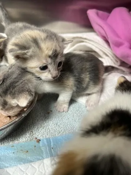 A baby small-sized female Domestic Short Hair cat named Whole Potato for adoption in Memphis, TN