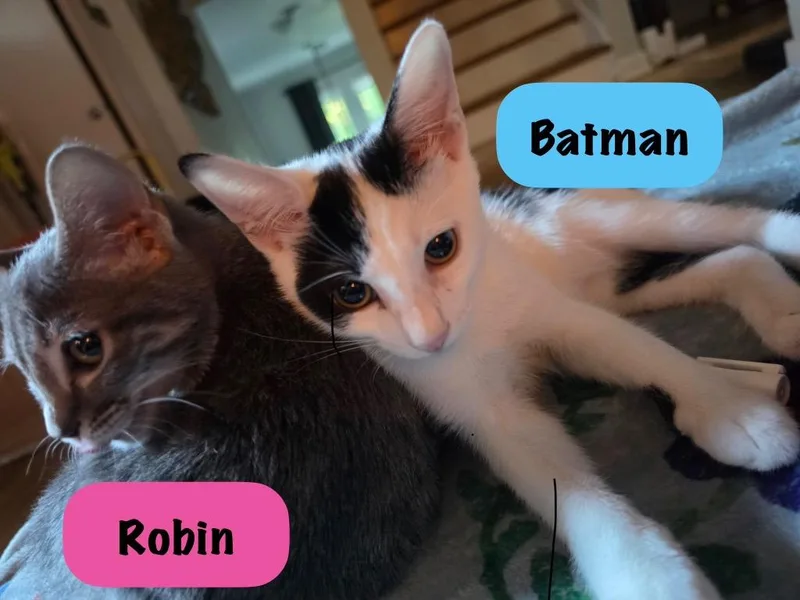A baby medium-sized female Manx cat named Robin for adoption in Hoover , AL