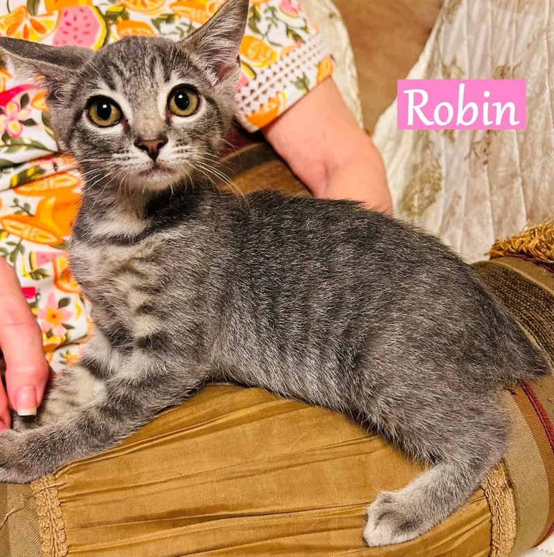 Robin thumbnail 3