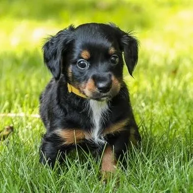 A baby small-sized male Dachshund dog named Katmai for adoption in Cumming, GA