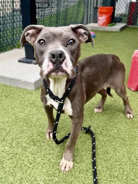 An adult large-sized female Terrier dog named Jane for adoption in Olivette, MO