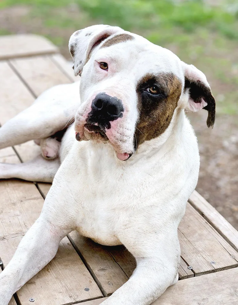 A young large-sized male Tricolor (Brown, Black, & White) American Bulldog dog named Uno Cl for adoption in Kansas City, MO
