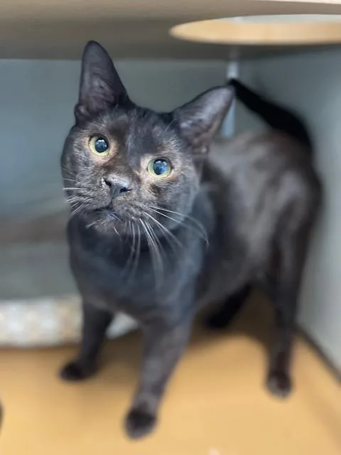An adult medium-sized female Black Domestic Short Hair cat named Nightmare for adoption in Stafford, VA