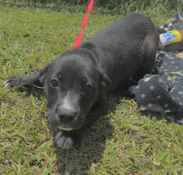 A baby large-sized male Labrador Retriever dog named Chaney for adoption in Tarrytown, GA