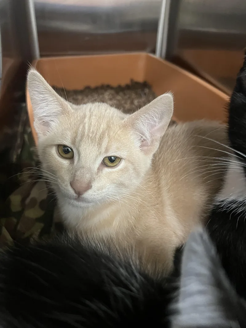 A baby small-sized male Domestic Short Hair cat named Nacho for adoption in Chico, CA