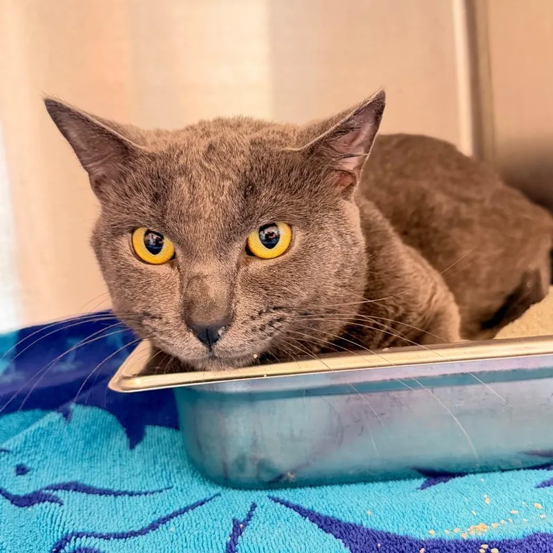 An adult medium-sized male Gray / Blue / Silver Domestic Short Hair cat named Sterling for adoption in Englewood, FL
