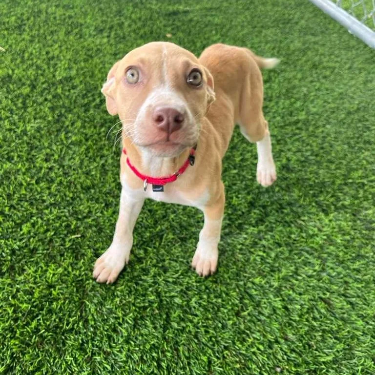 A baby medium-sized female Yellow / Tan / Blond / Fawn Mixed Breed dog named Phoenix for adoption in Brooklyn, NY