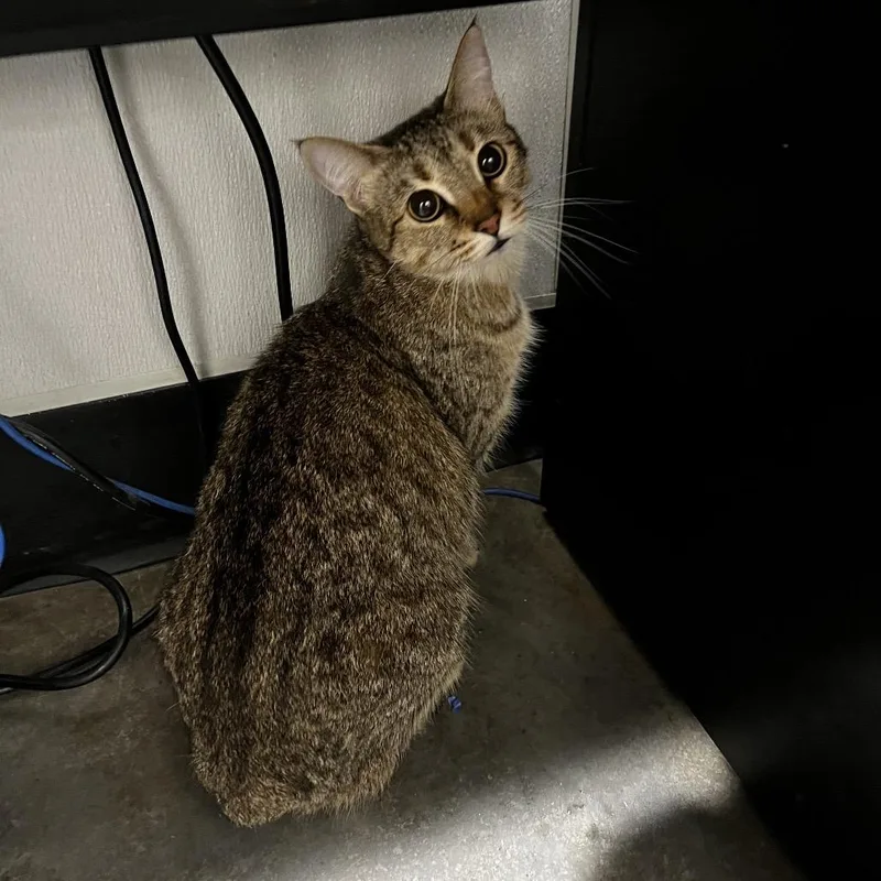 A young medium-sized female Brown / Chocolate Domestic Short Hair cat named Payton for adoption in Tampa, FL