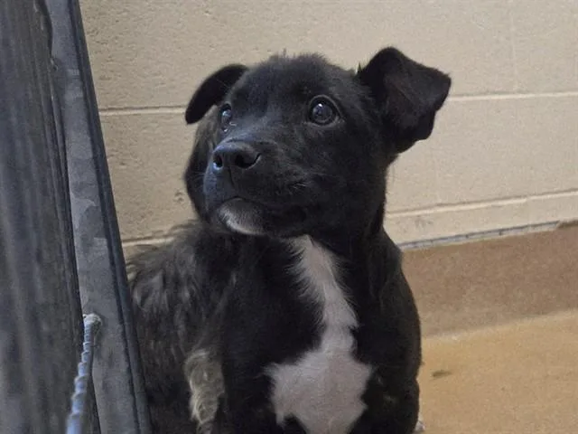 A baby small-sized male Pit Bull Terrier dog named Skylar for adoption in Martinez, CA