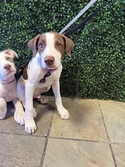 A baby large-sized male White / Cream Mixed Breed dog named 61684096 for adoption in El Paso, TX