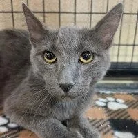 A young large-sized male Gray / Blue / Silver Russian Blue cat named Dunlop for adoption in Henderson, NV