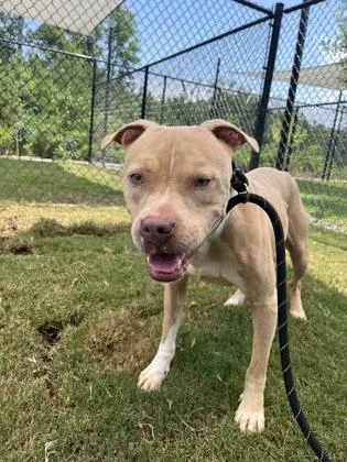 An adult medium-sized male Pit Bull Terrier dog named Butler for adoption in Atlanta, GA