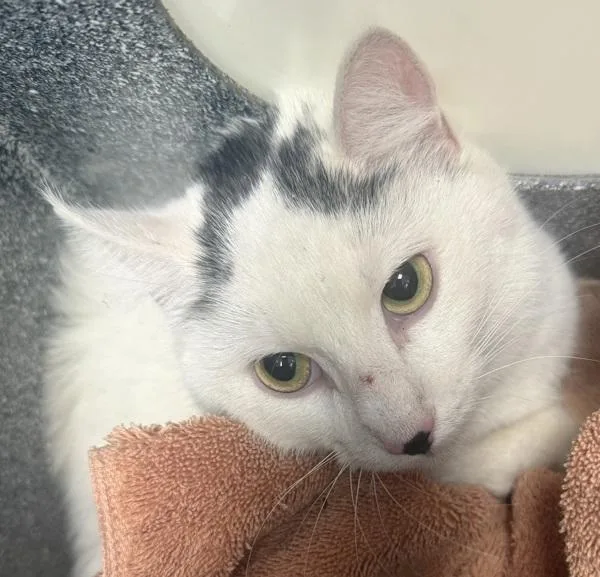 An adult medium-sized female Domestic Short Hair cat named Quail for adoption in Golden, CO