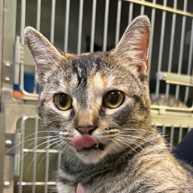 A young small-sized female Torbie Domestic Short Hair cat named Flora for adoption in Jacksonville, AR