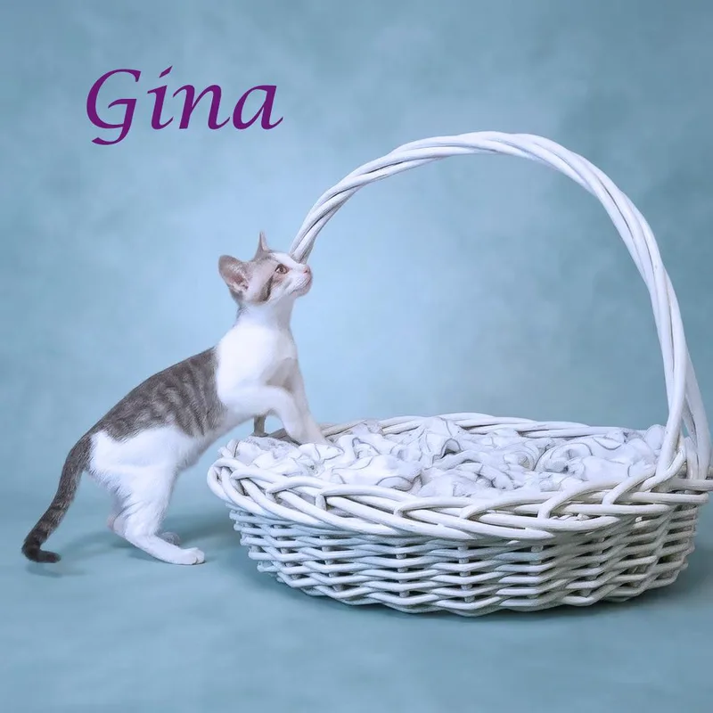 A baby small-sized female White Domestic Short Hair cat named Gina C for adoption in Lebanon, TN