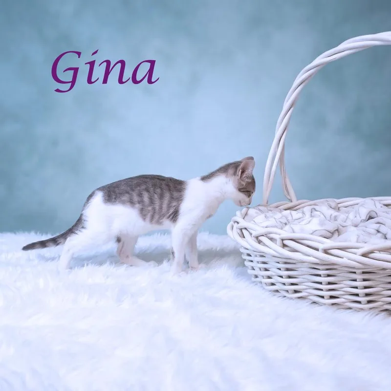 Gina C thumbnail 3