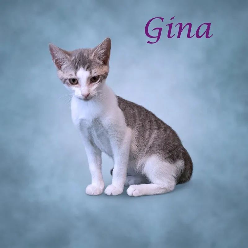 Gina C thumbnail 5