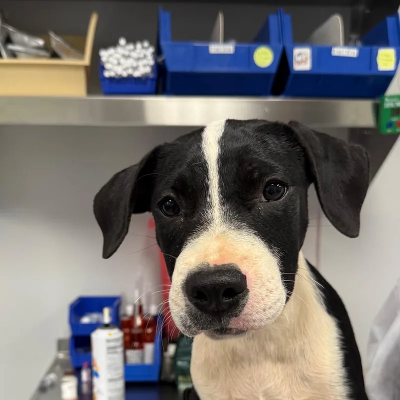 A baby small-sized female Black Mixed Breed dog named Tiara for adoption in Greenville, SC
