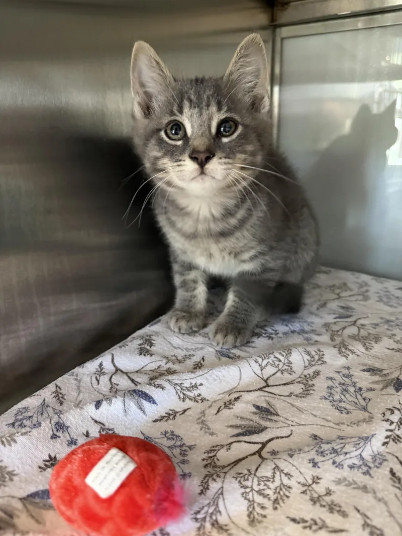 A baby medium-sized male Tabby (Gray / Blue / Silver) Domestic Short Hair cat named Fishsticks for adoption in Midland, MI