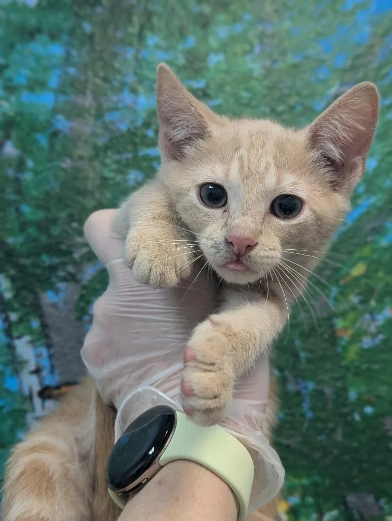 A baby small-sized male Domestic Short Hair cat named Bellini for adoption in New Braunfels, TX