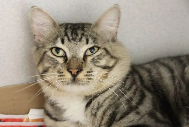 A young small-sized male Domestic Short Hair cat named Rye for adoption in Tucson, AZ