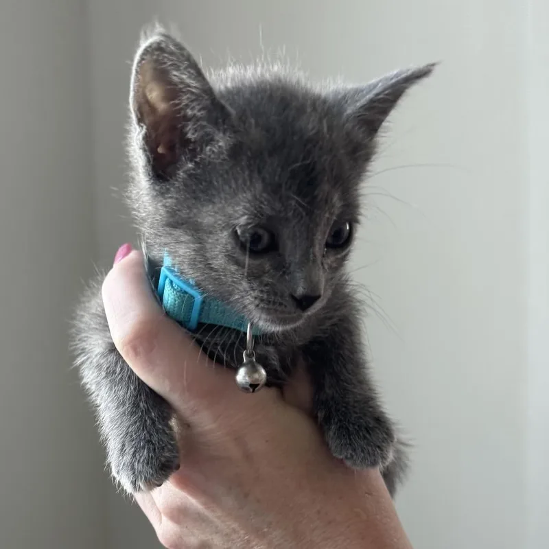 A baby small-sized female Gray / Blue / Silver Domestic Short Hair cat named Rain Showers & Rainbows for adoption in Boerne, TX