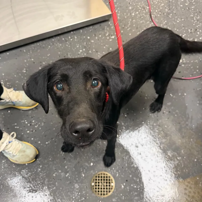 A young medium-sized male Black Mixed Breed dog named Tyson for adoption in Columbiana, AL