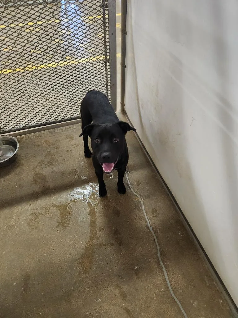 A young medium-sized male Labrador Retriever dog named Chester for adoption in Belton, TX