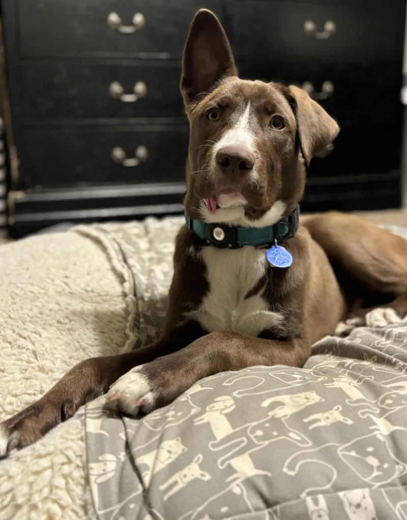 Cadbury Egg thumbnail 2