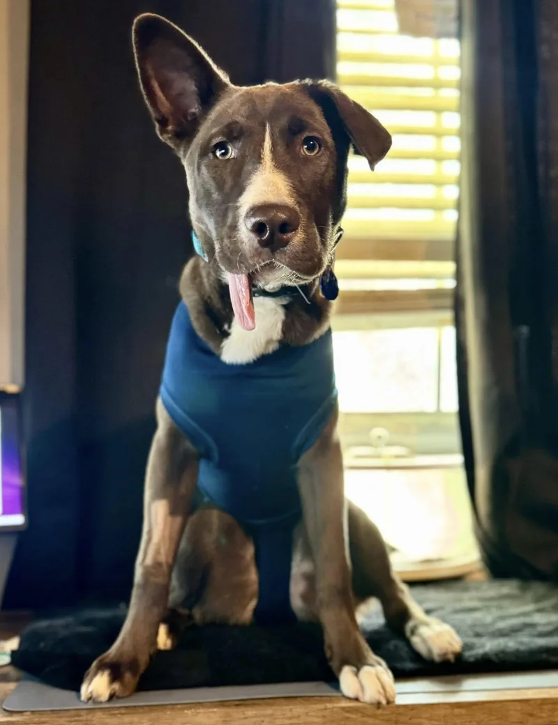 Cadbury Egg thumbnail 4