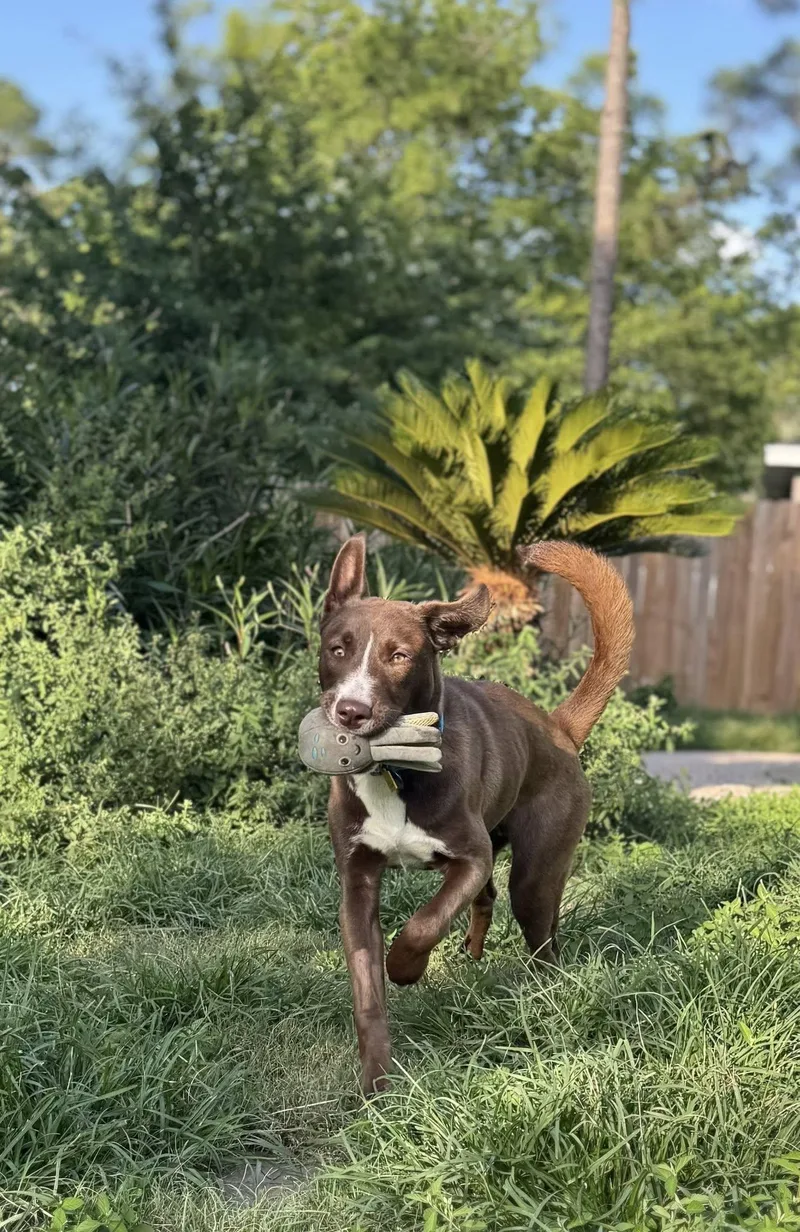 Cadbury Egg thumbnail 5