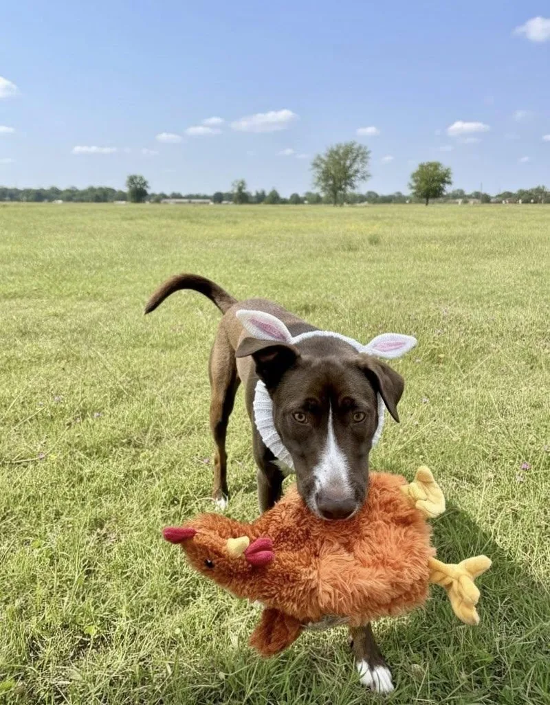 Cadbury Egg thumbnail 6