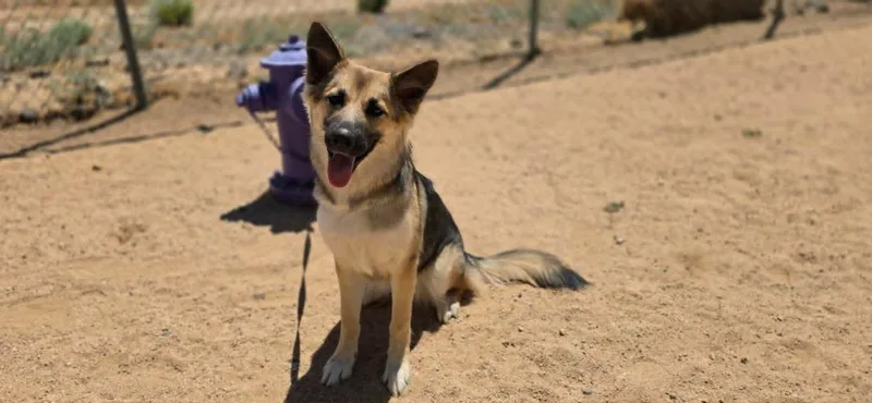 A young medium-sized female German Shepherd Dog dog named Shiloh for adoption in California City, CA