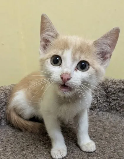 A baby medium-sized male Buff & White Domestic Short Hair cat named Captain Hook for adoption in Jackson, GA