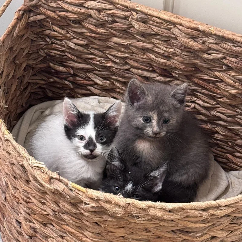 A baby small-sized female Gray / Blue / Silver Domestic Short Hair cat named Korbin Blue for adoption in Hattiesburg, MS