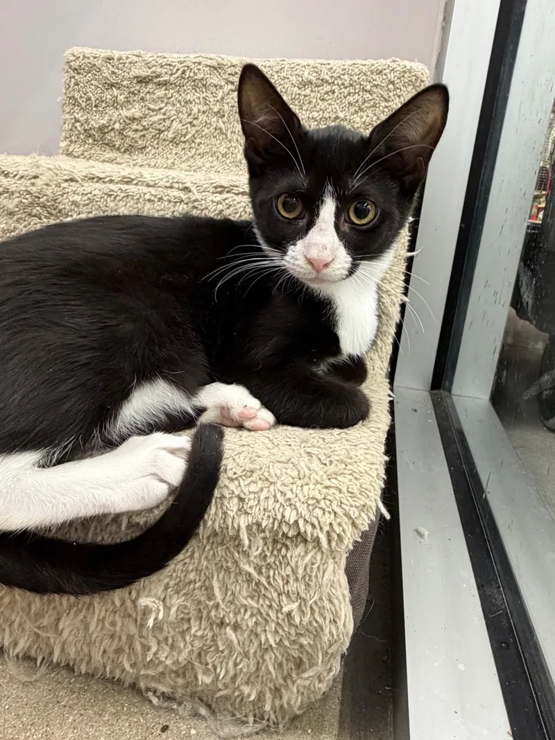 A young small-sized male Tuxedo cat named Hershey for adoption in AUBURNDALE, FL