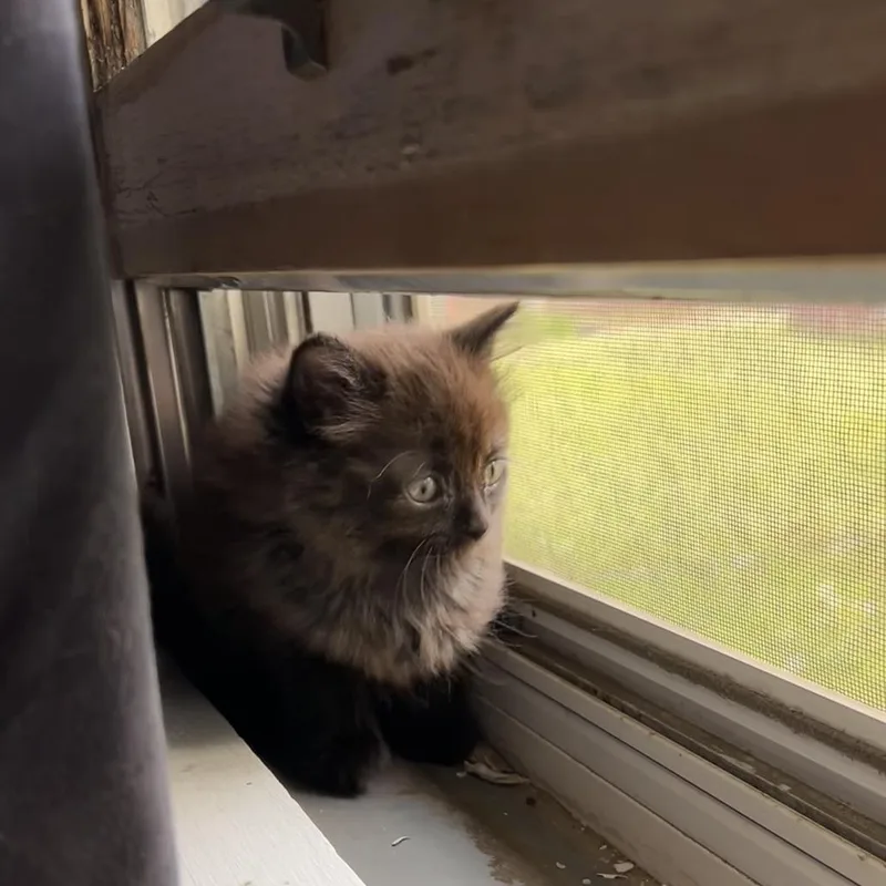 A baby small-sized female Black Domestic Long Hair cat named Monstera for adoption in St. Paul, MN