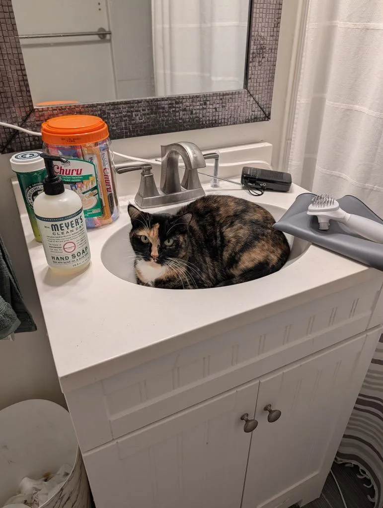 A young medium-sized female Domestic Short Hair cat named Mia for adoption in New Orleans, LA