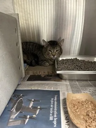 An adult large-sized male Domestic Short Hair cat named Indigo working cat! for adoption in Fairfax, VA