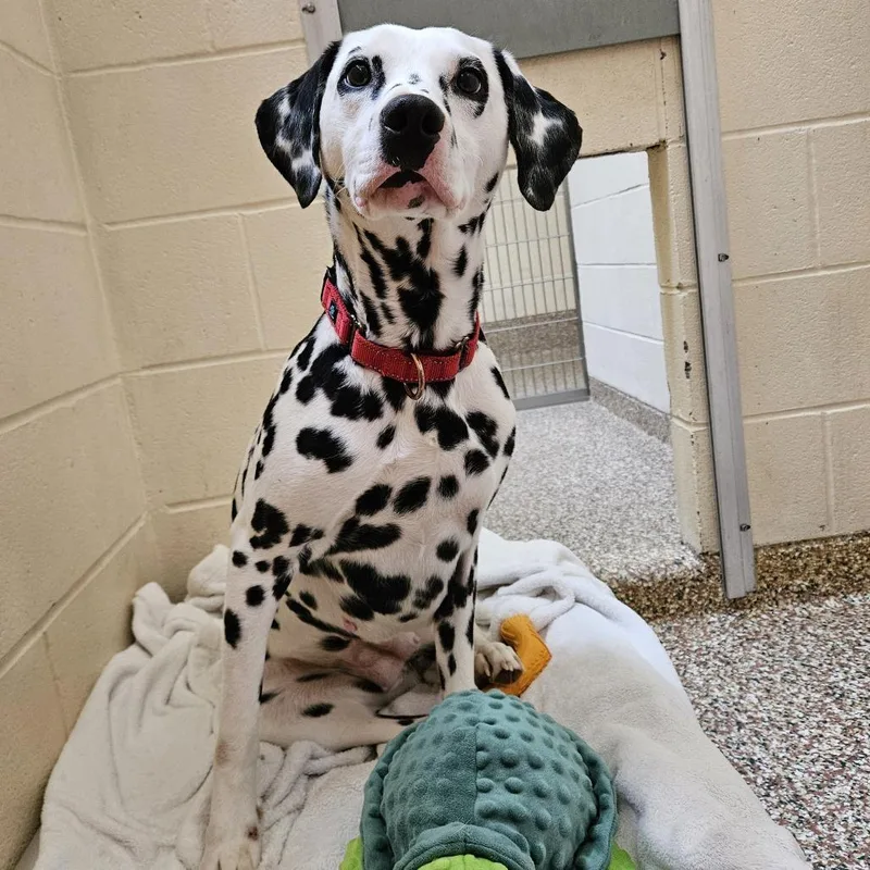 An adult medium-sized female White / Cream Dalmatian dog named Bella for adoption in Springfield, MA