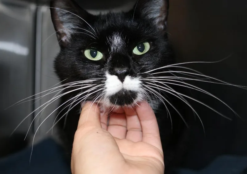 A young medium-sized female Domestic Short Hair cat named Lady Kailani for adoption in Shoreline, WA