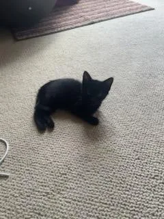 A baby medium-sized female Black Domestic Short Hair cat named Thumblina aka Lina for adoption in Austin, TX