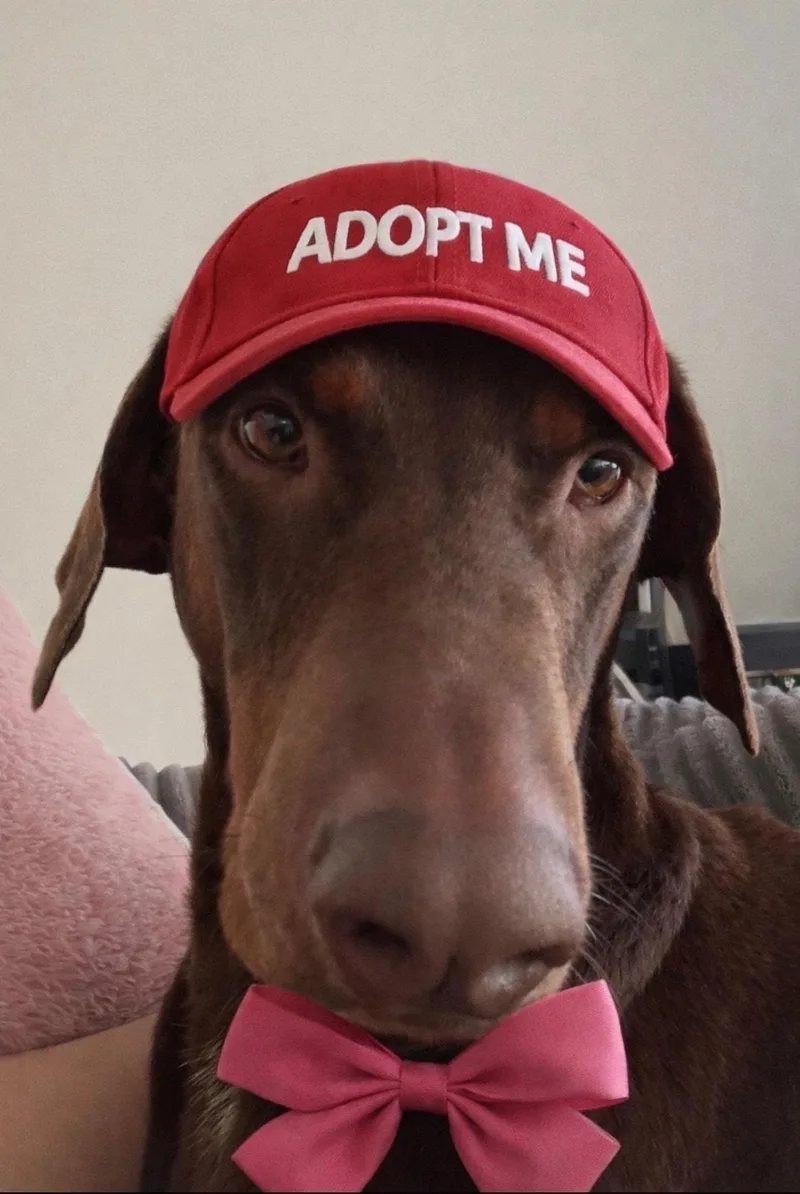 Cooper The Dashing Doberman