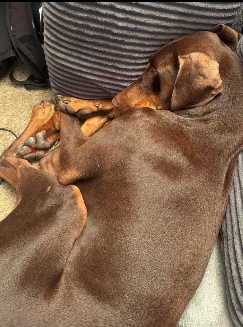 Cooper The Dashing Doberman thumbnail 4