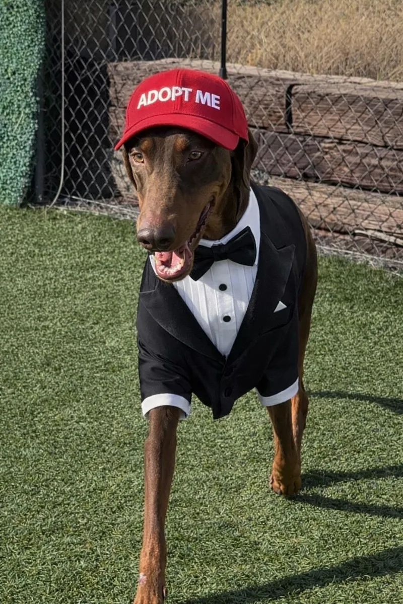 Cooper The Dashing Doberman thumbnail 5