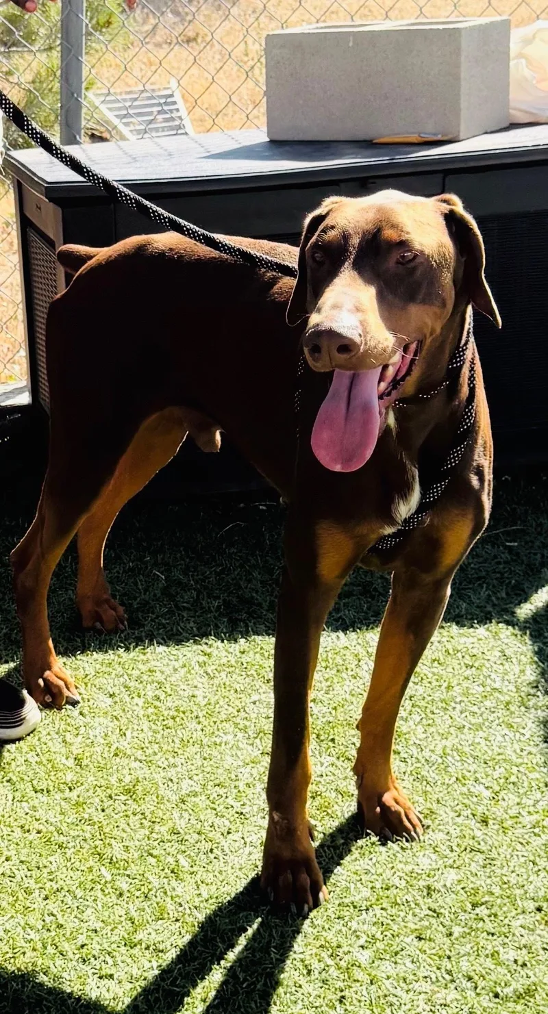 Cooper The Dashing Doberman thumbnail 6