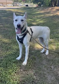 A young large-sized female White German Shepherd dog named Sharlie for adoption in Conway, SC